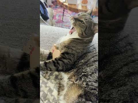 Cat Bowling